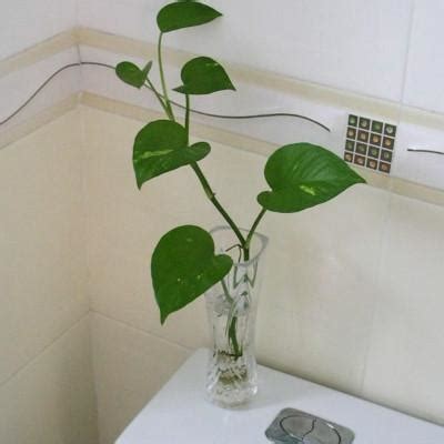 廁所放的植物 1952 生肖